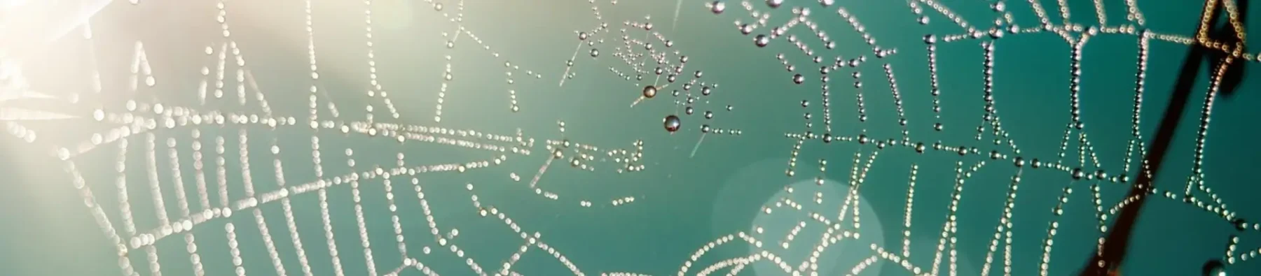 A spider's web