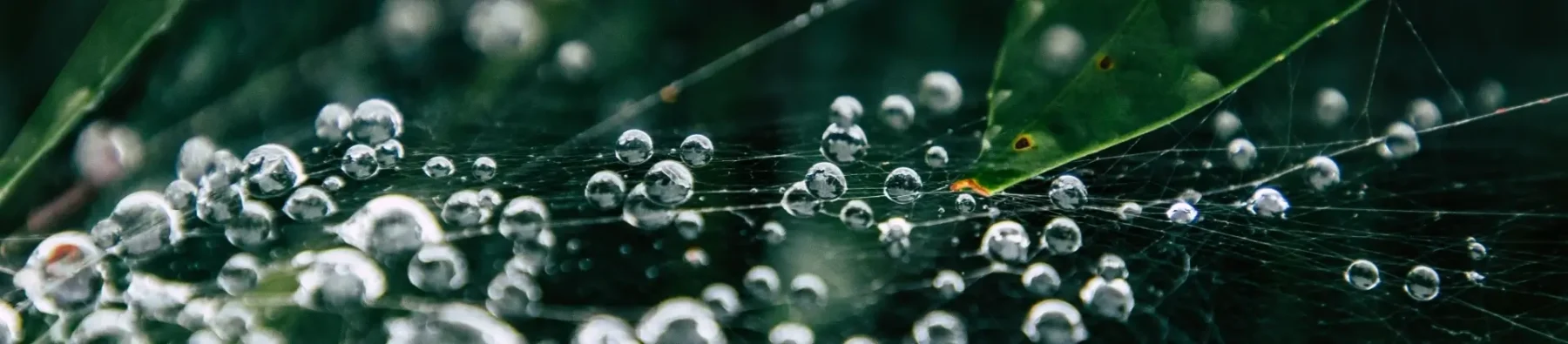 Water droplets on a spider's web