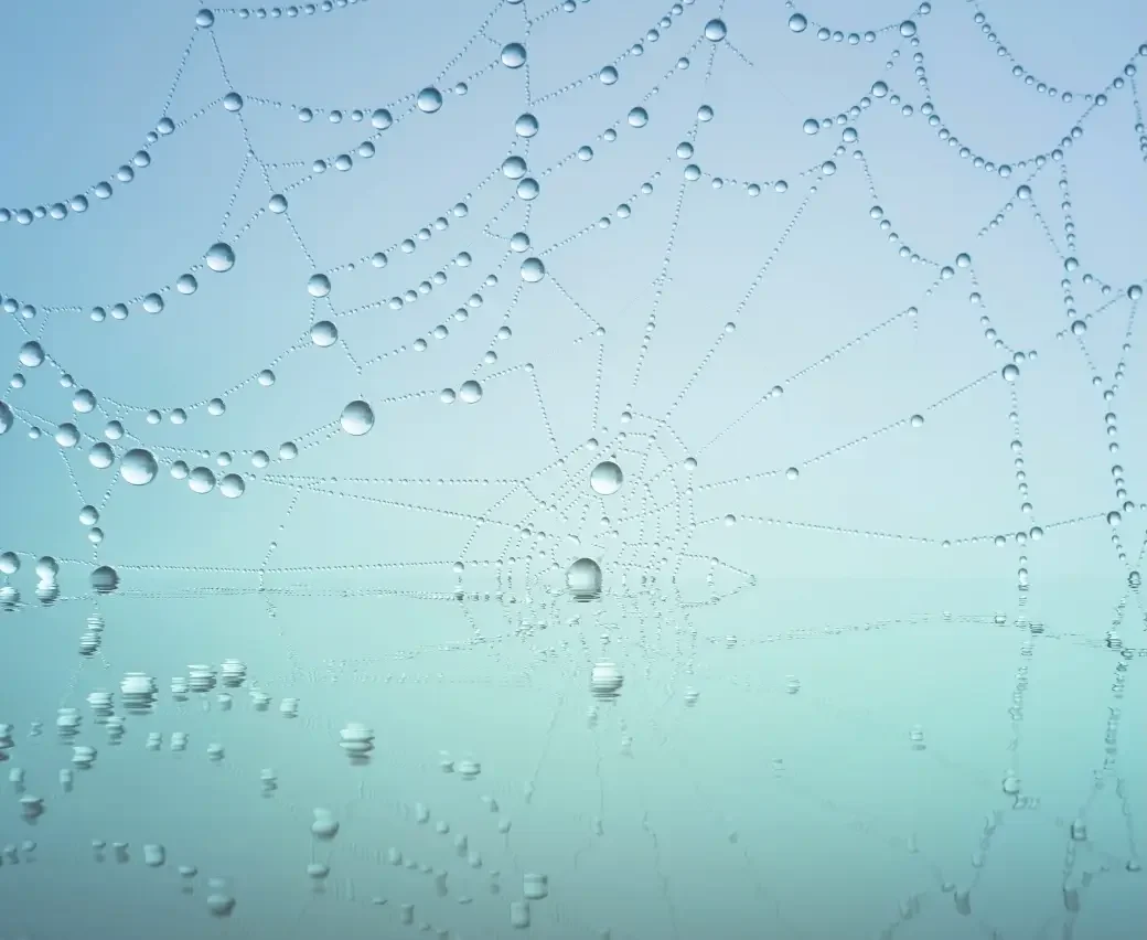 Water droplets on a spider's web