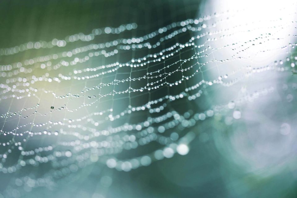 A spider web covered in beads of water